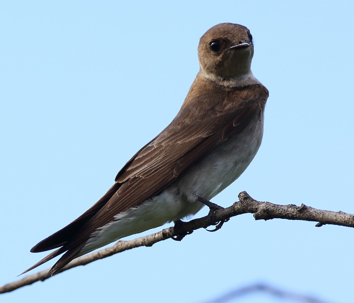 Northern Rough-winged Swallow - ML239778781