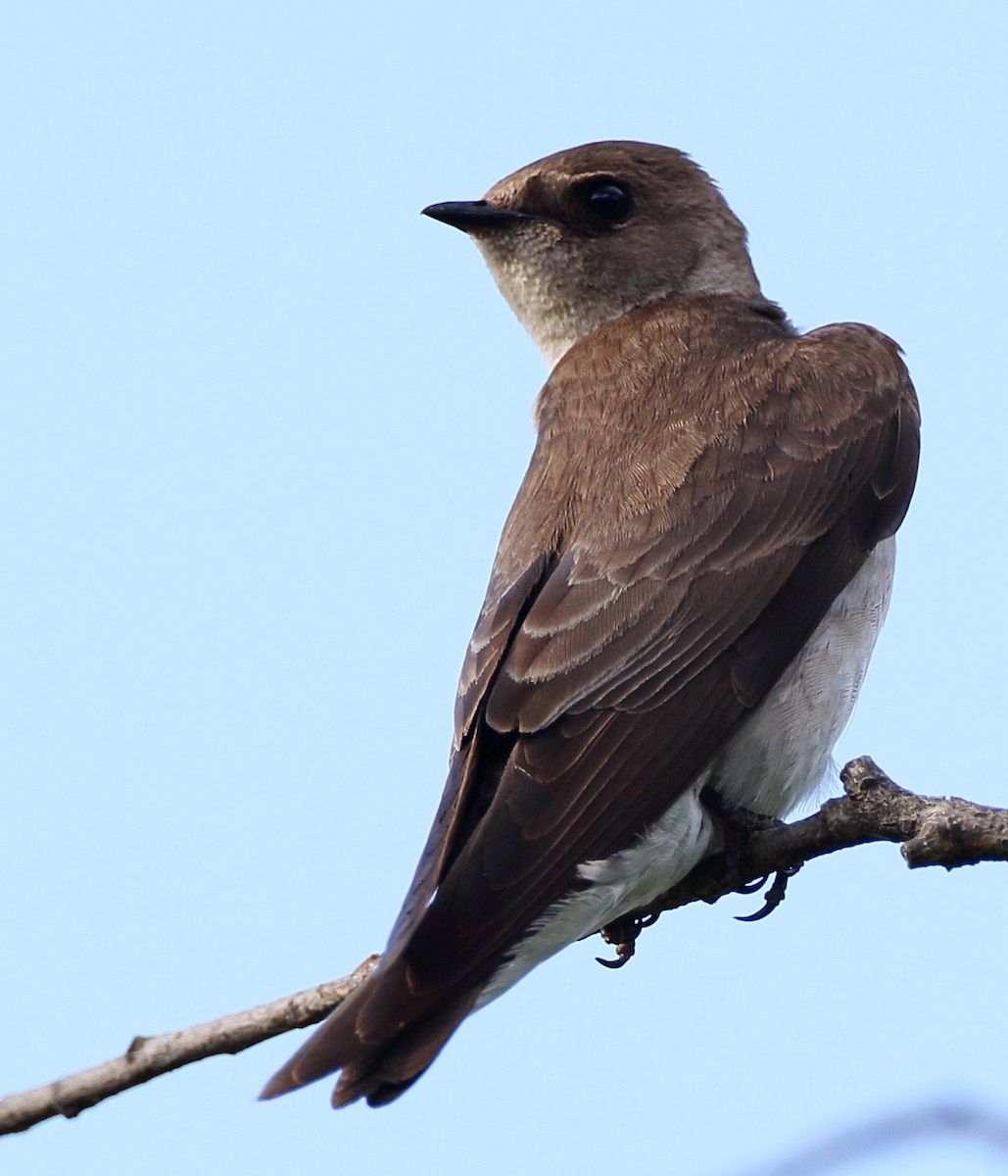Northern Rough-winged Swallow - ML239778931