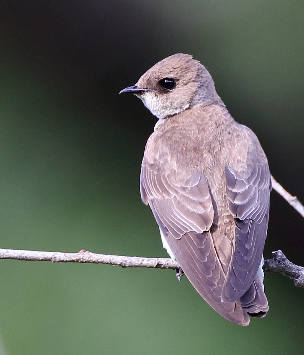 Northern Rough-winged Swallow - ML239779081
