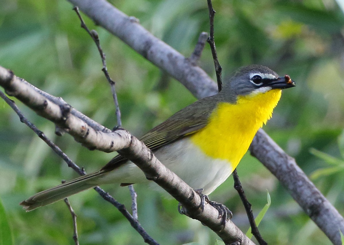 Yellow-breasted Chat - ML239779941