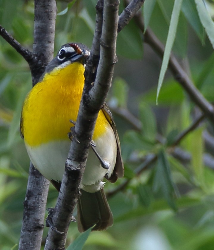 Yellow-breasted Chat - ML239780071