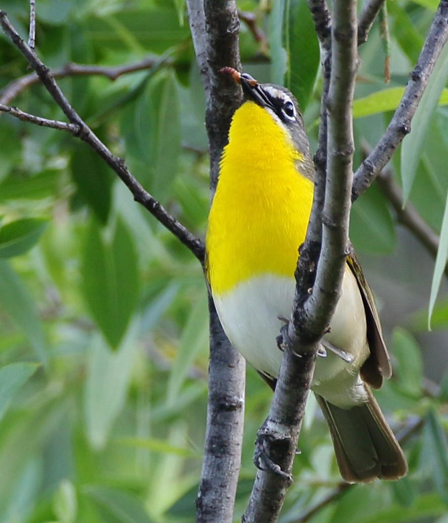 Yellow-breasted Chat - ML239780251