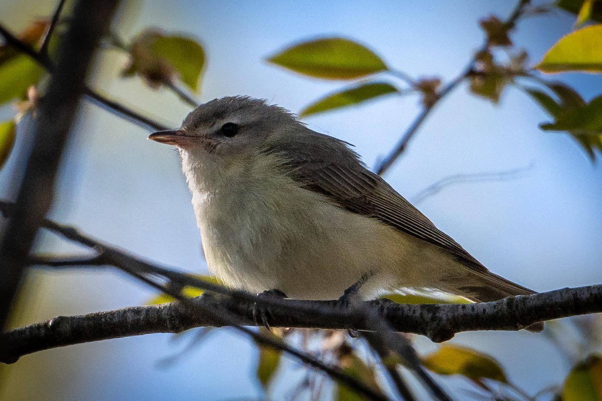 Warbling Vireo - André Beauchesne