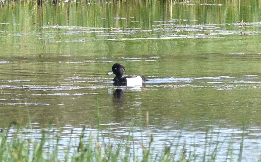 Tufted Duck - ML239780851