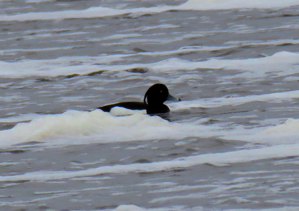 Tufted Duck - ML239785031