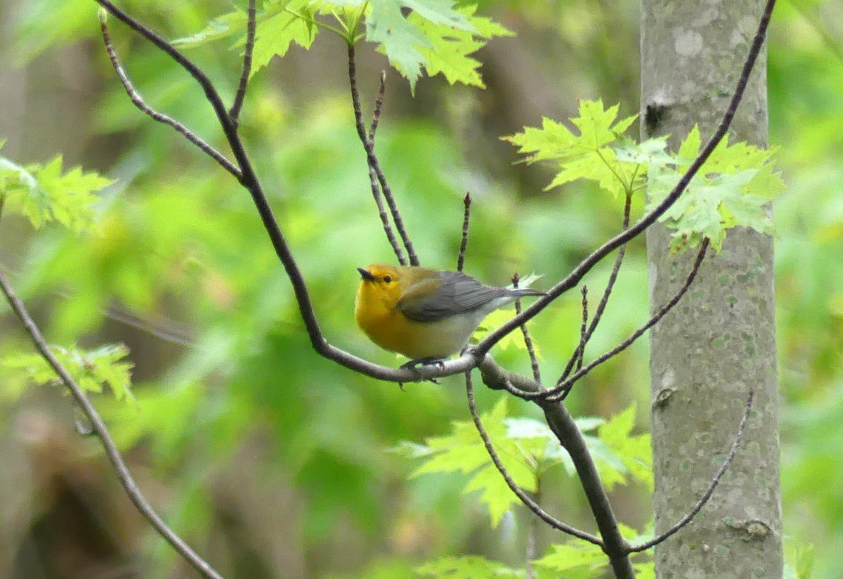 Prothonotary Warbler - ML239795991