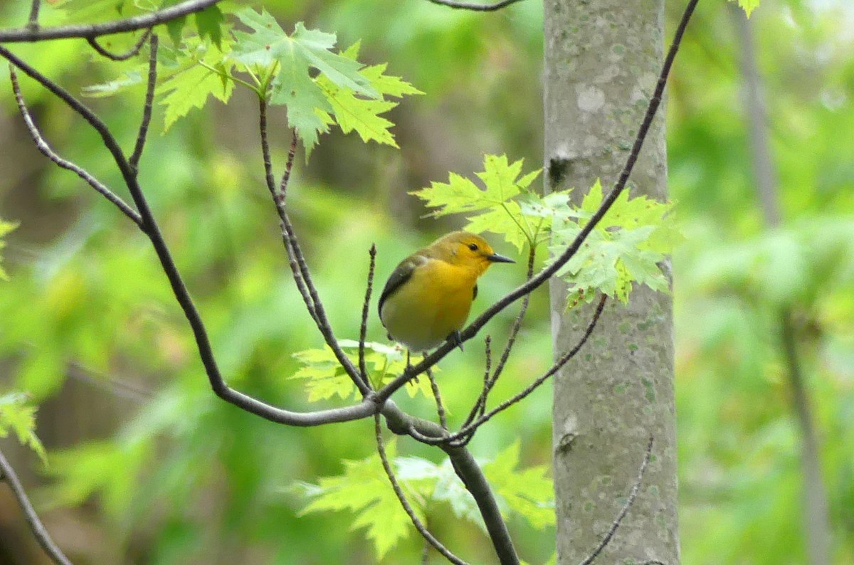 Prothonotary Warbler - ML239796001