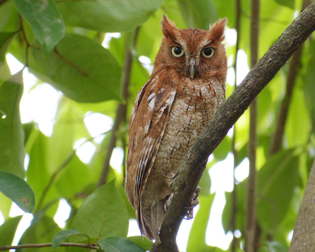 Middle American Screech-Owl (Middle American) - ML239800111