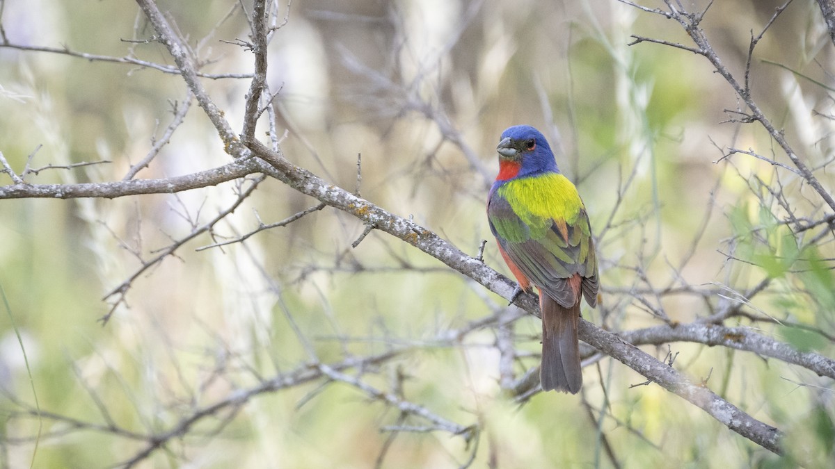 Painted Bunting - ML239801321