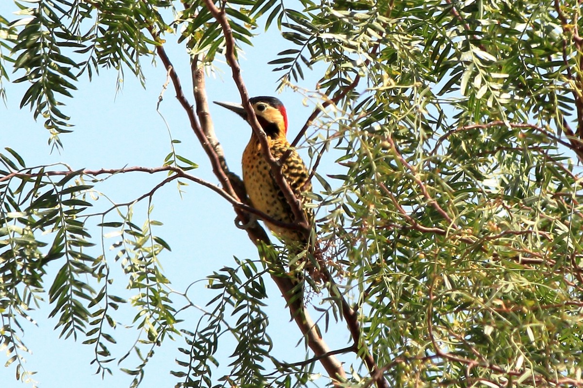 Green-barred Woodpecker - ML239808001