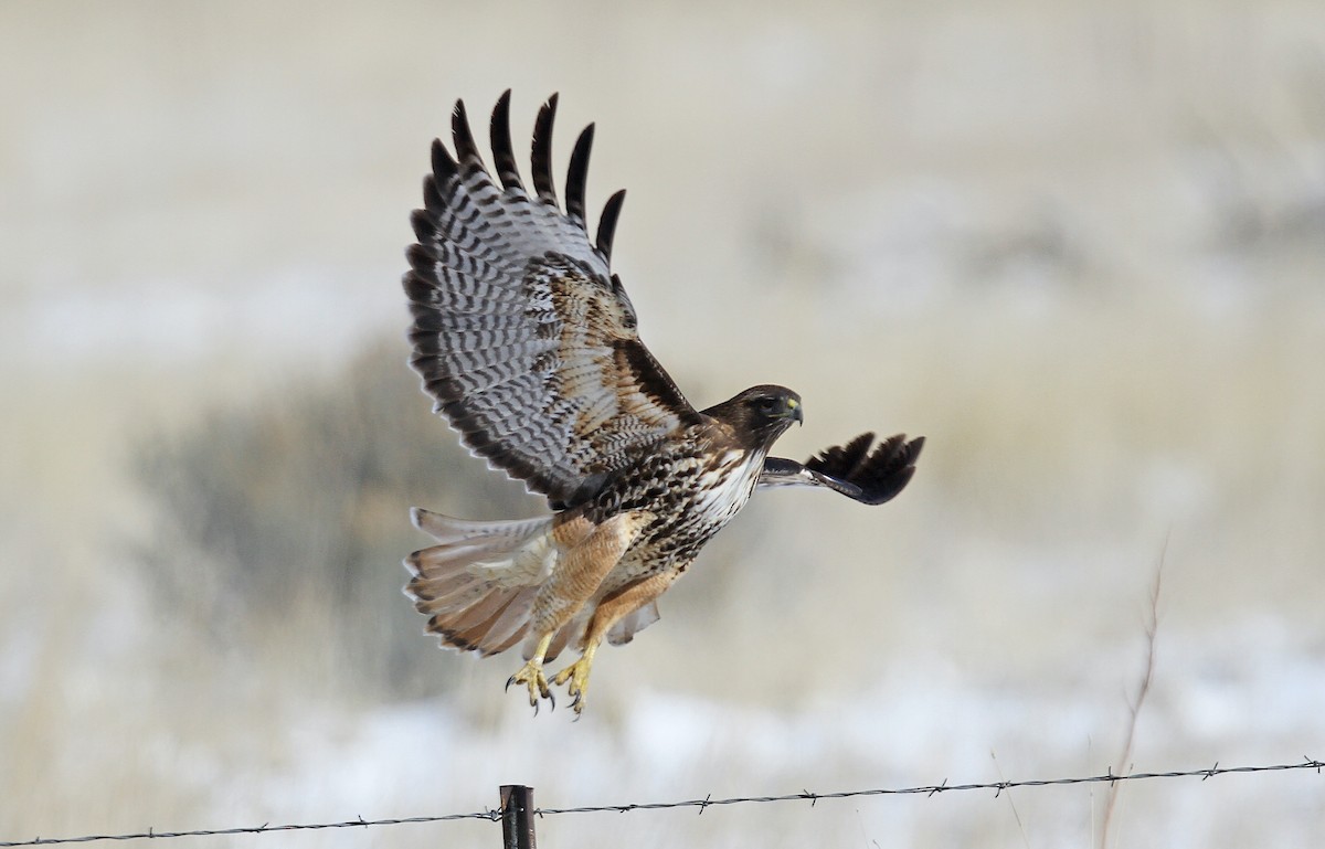 Red-tailed Hawk - ML239808241