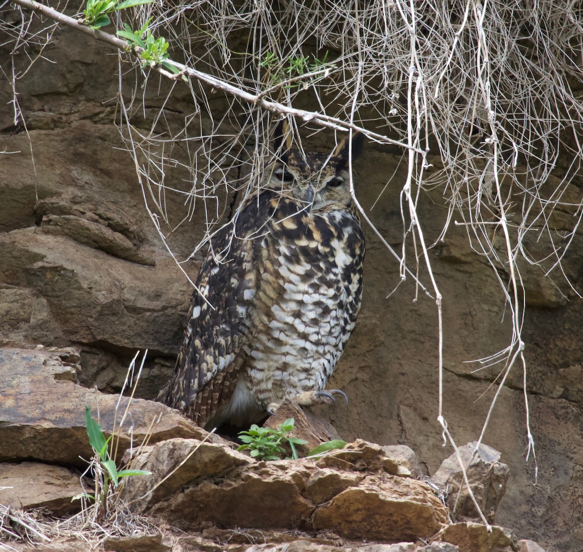 Cape Eagle-Owl - ML239808311