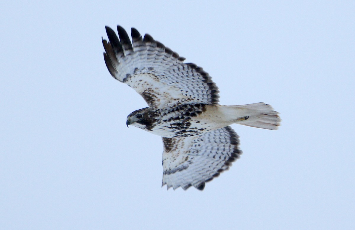 Red-tailed Hawk - ML239809261