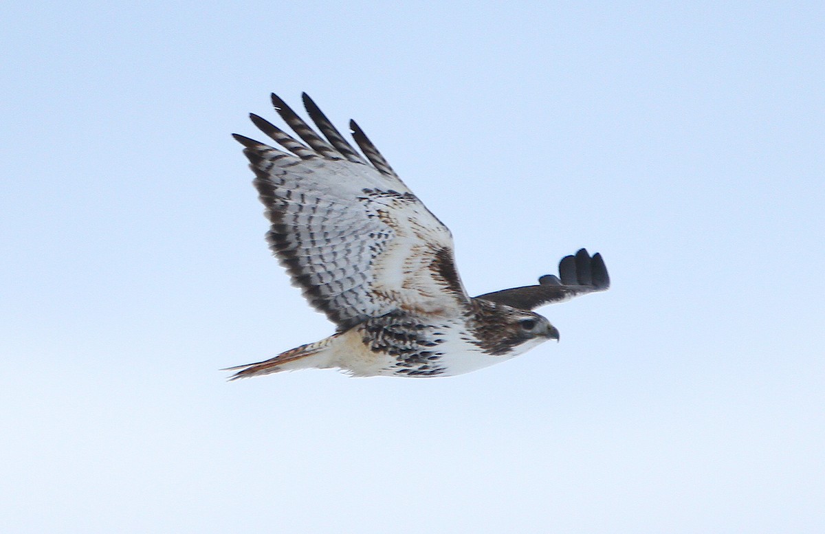 Red-tailed Hawk - ML239809681