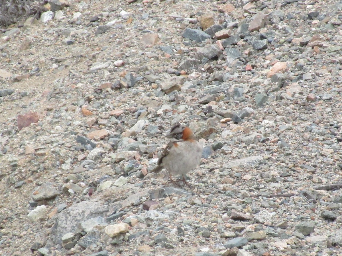 Rufous-collared Sparrow - Nelson  Contardo