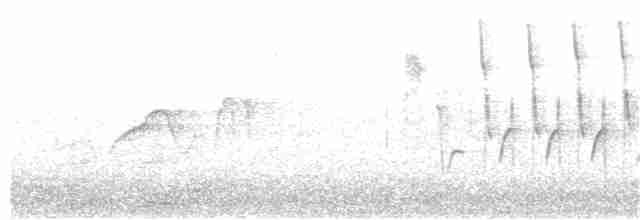 Светлобрюхий фиби - ML239811561