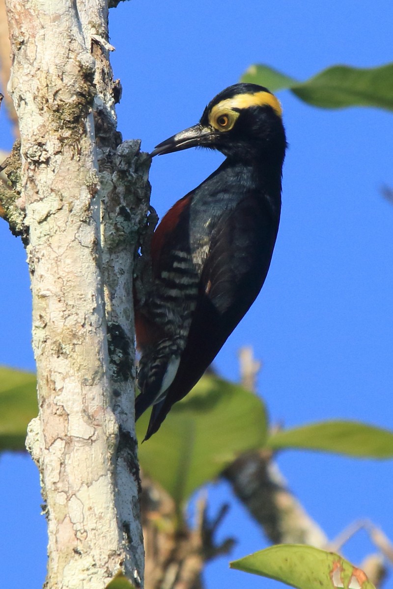 Yellow-tufted Woodpecker - ML239813781