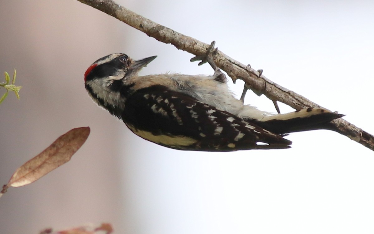 Downy Woodpecker - Gary Leavens