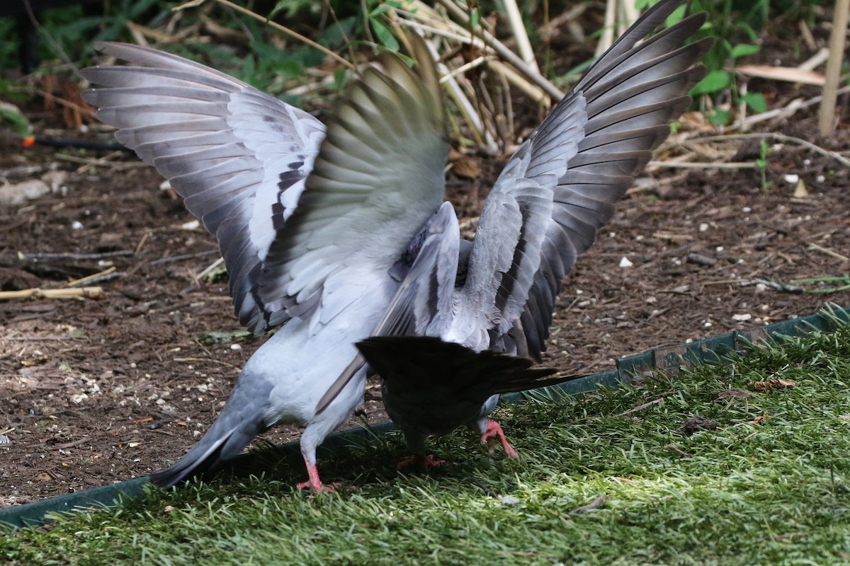 Rock Pigeon (Feral Pigeon) - ML239818201