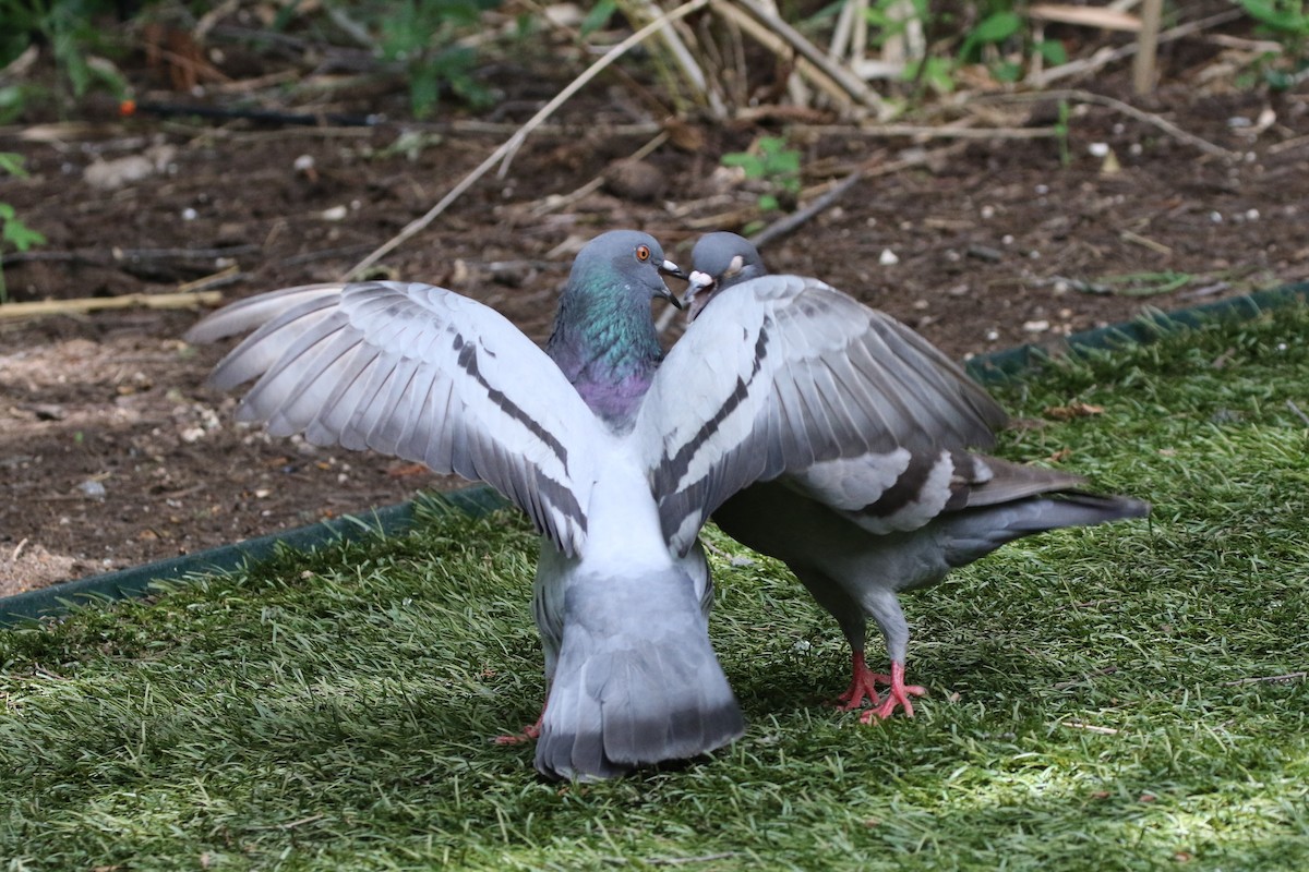 Rock Pigeon (Feral Pigeon) - ML239818521