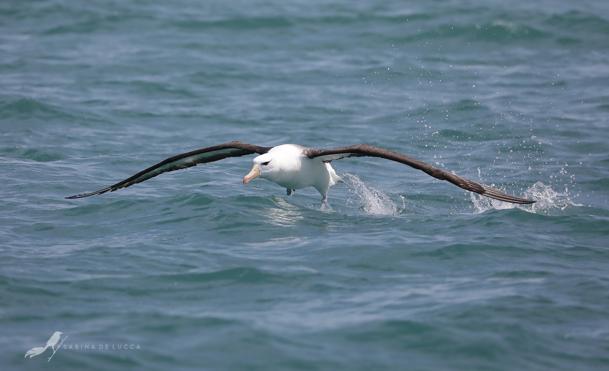 Black-browed Albatross - Aves-del-Taragüí/ SabinaDeLucca