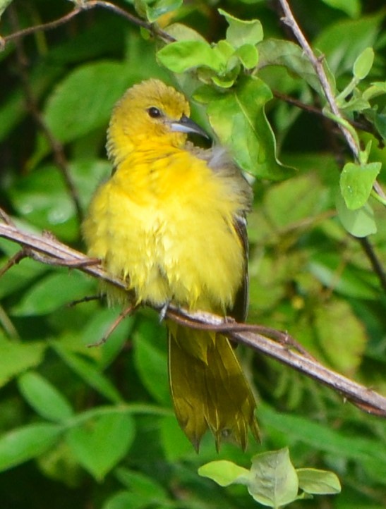 Orchard Oriole - ML239833591