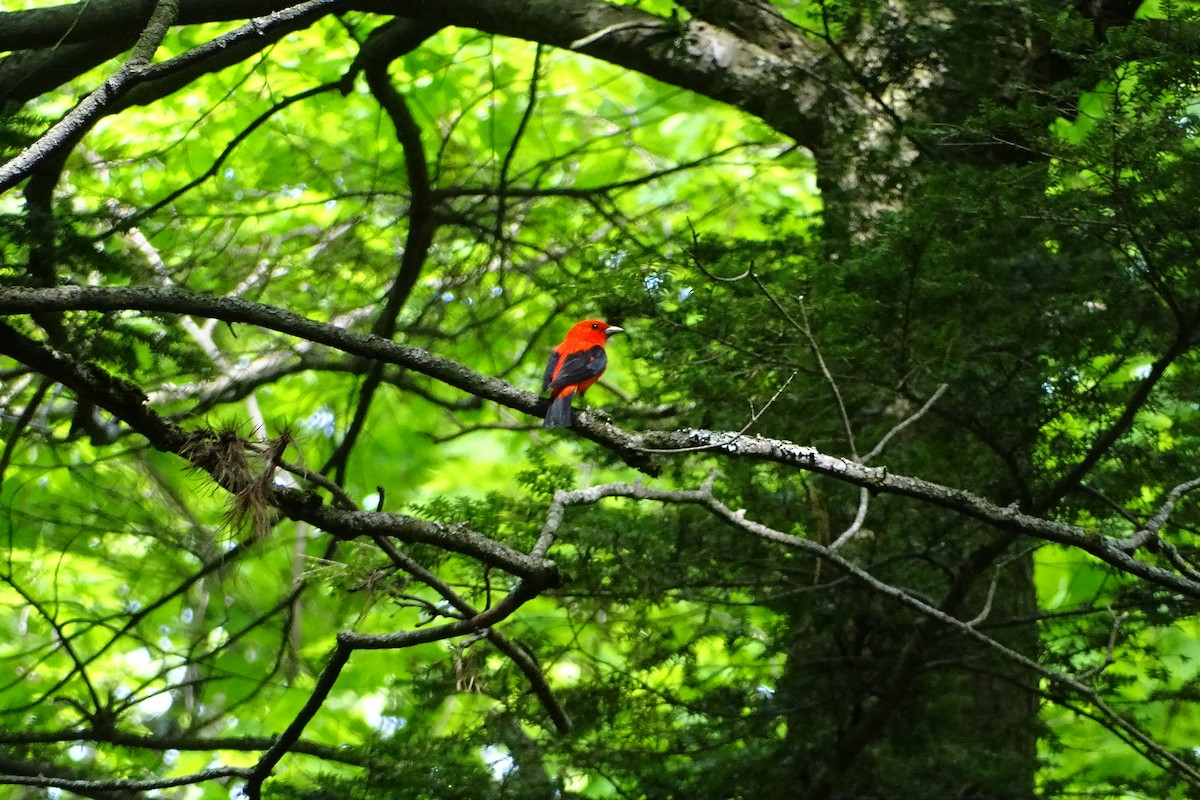 Scarlet Tanager - ML239836531