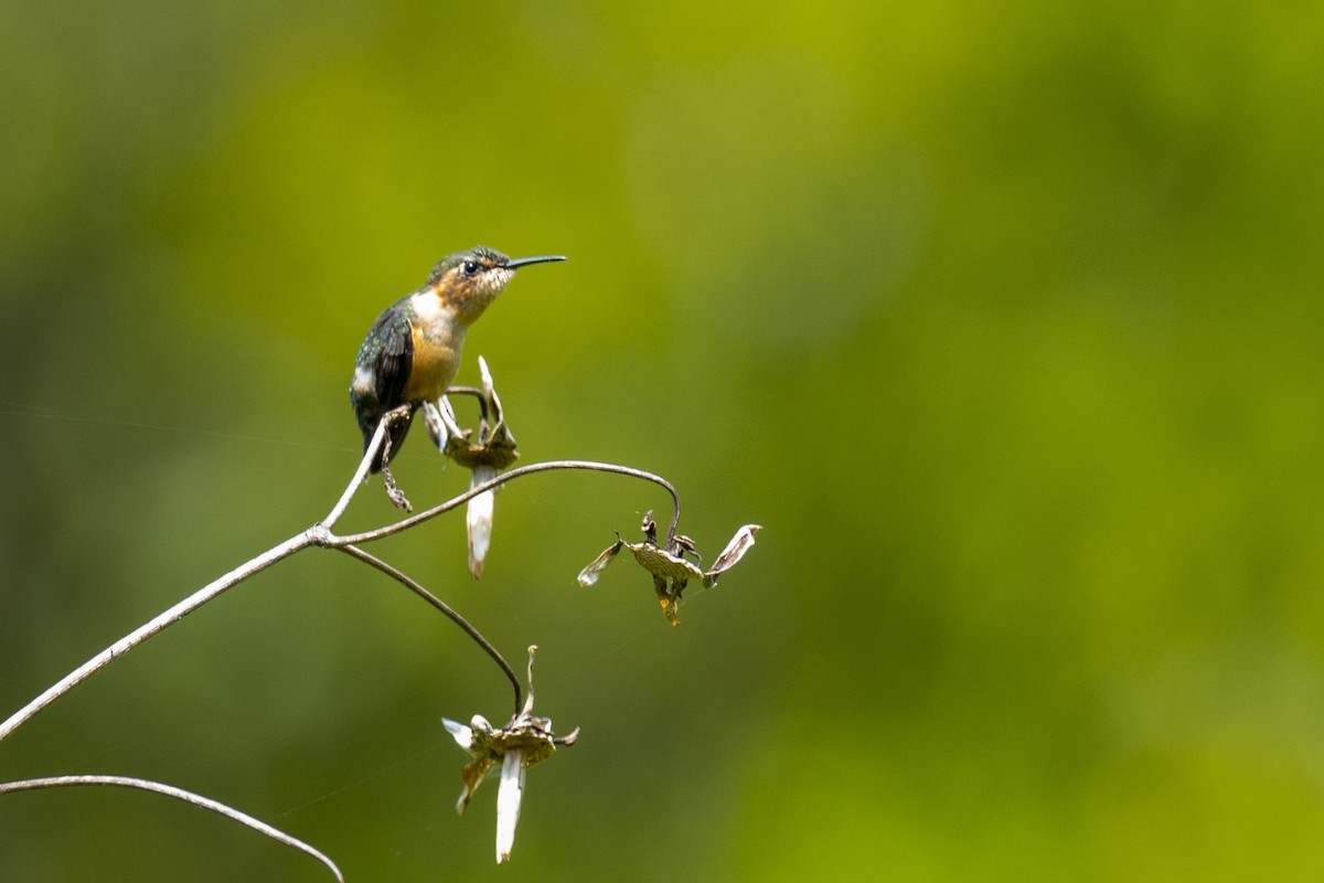 Sparkling-tailed Hummingbird - John Cahill xikanel.com