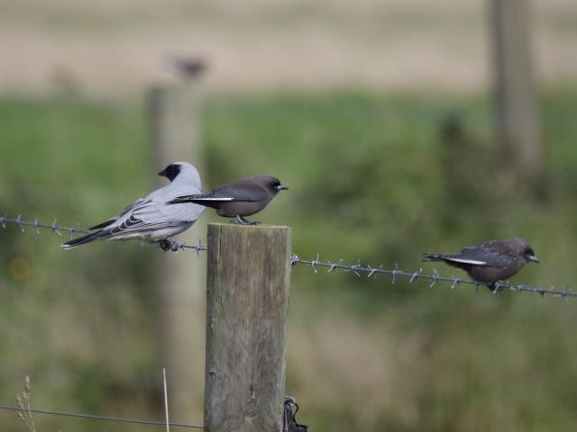 Dusky Woodswallow - Birdline Australia