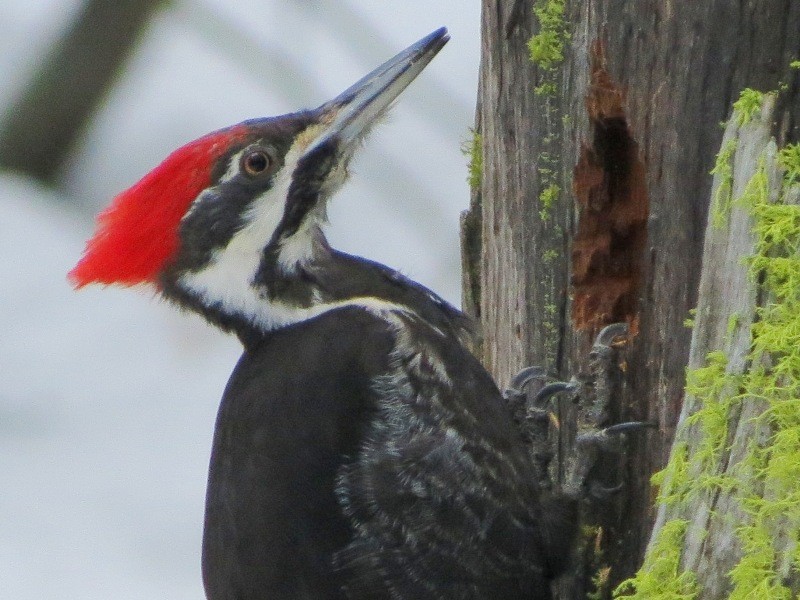 Pileated Woodpecker - ML23984711