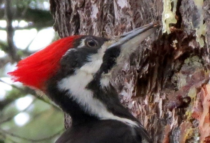 Pileated Woodpecker - ML23984731