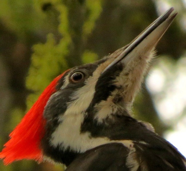 Pileated Woodpecker - ML23984751