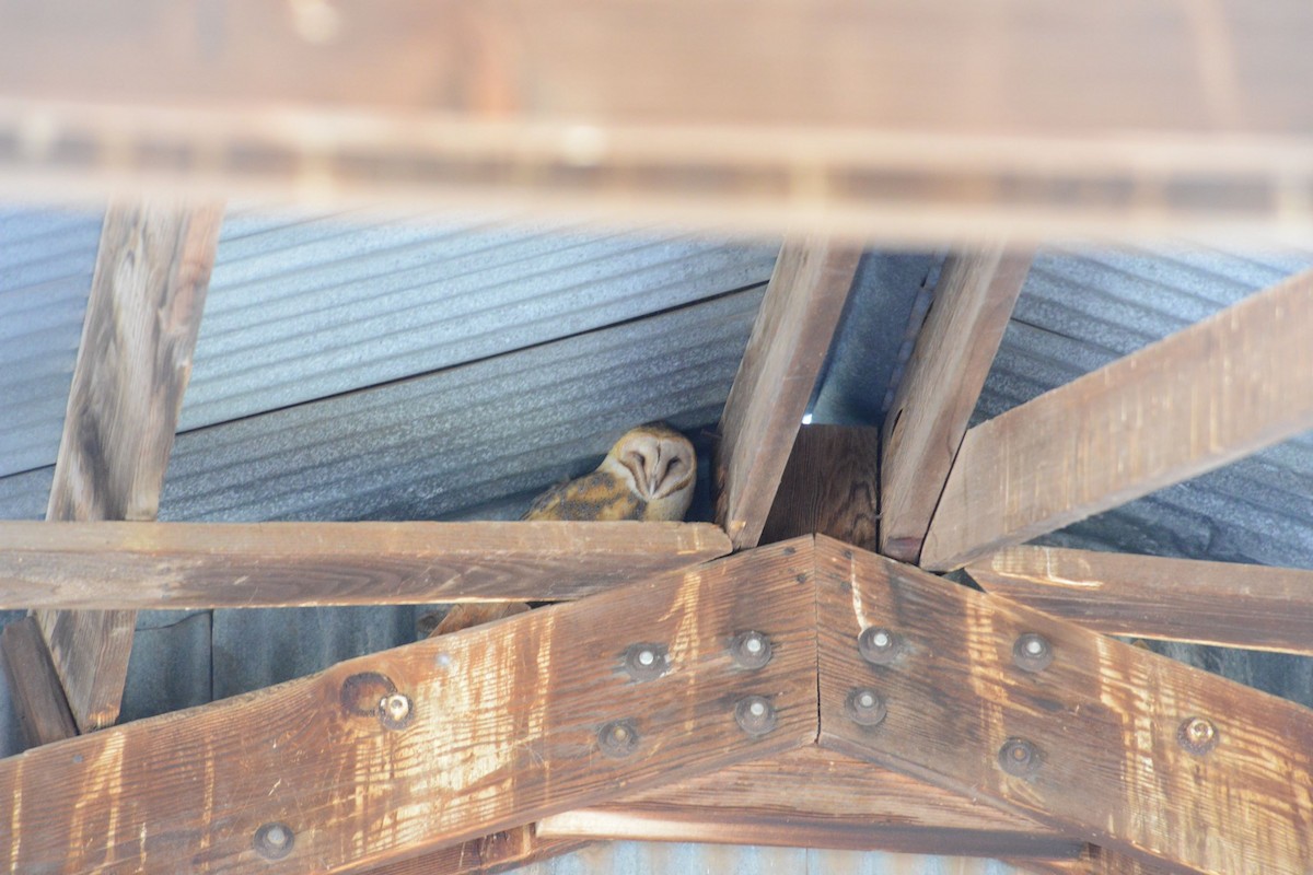 Barn Owl - leonard blass