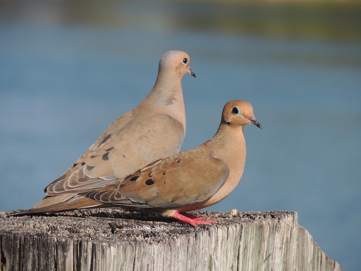 Mourning Dove - Melody Walsh