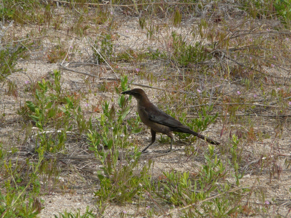 Great-tailed Grackle - Jim James