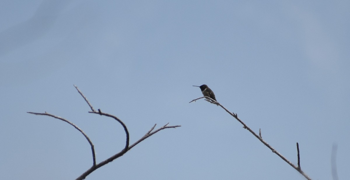 Black-chinned Hummingbird - Robert Stagg