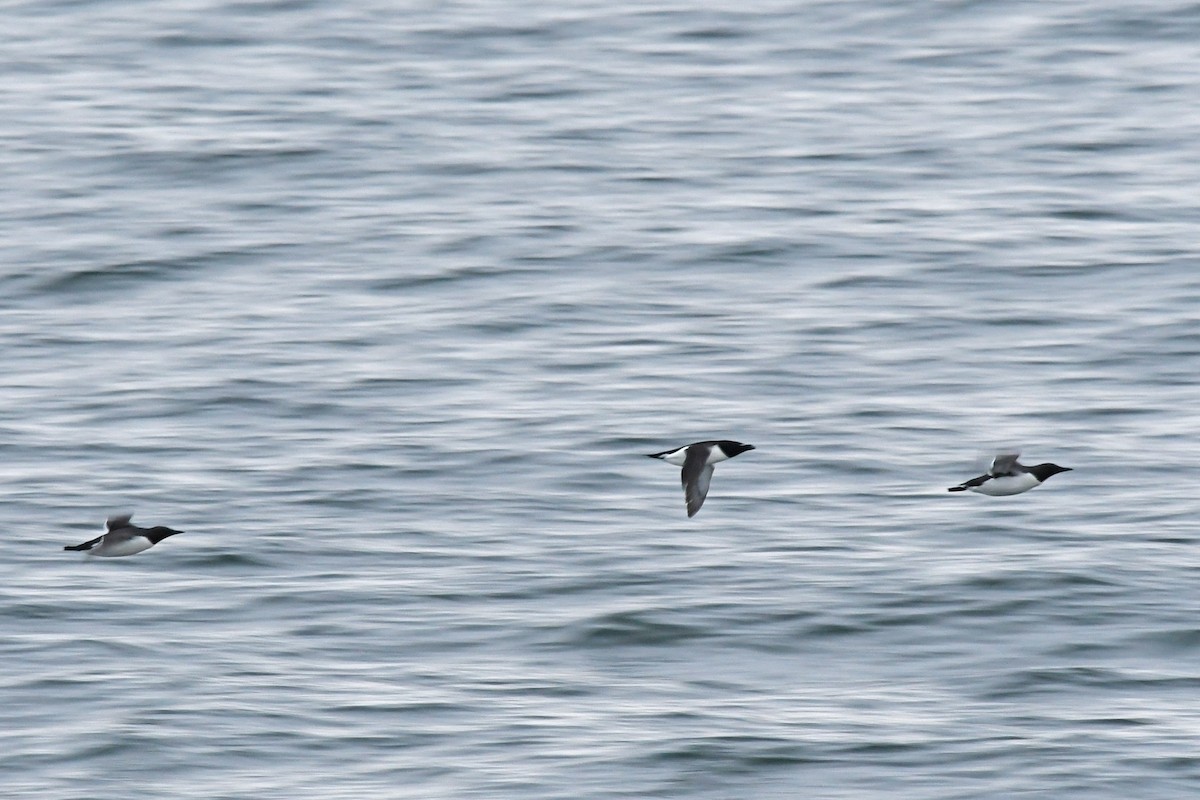 Common Murre - Marie O'Neill