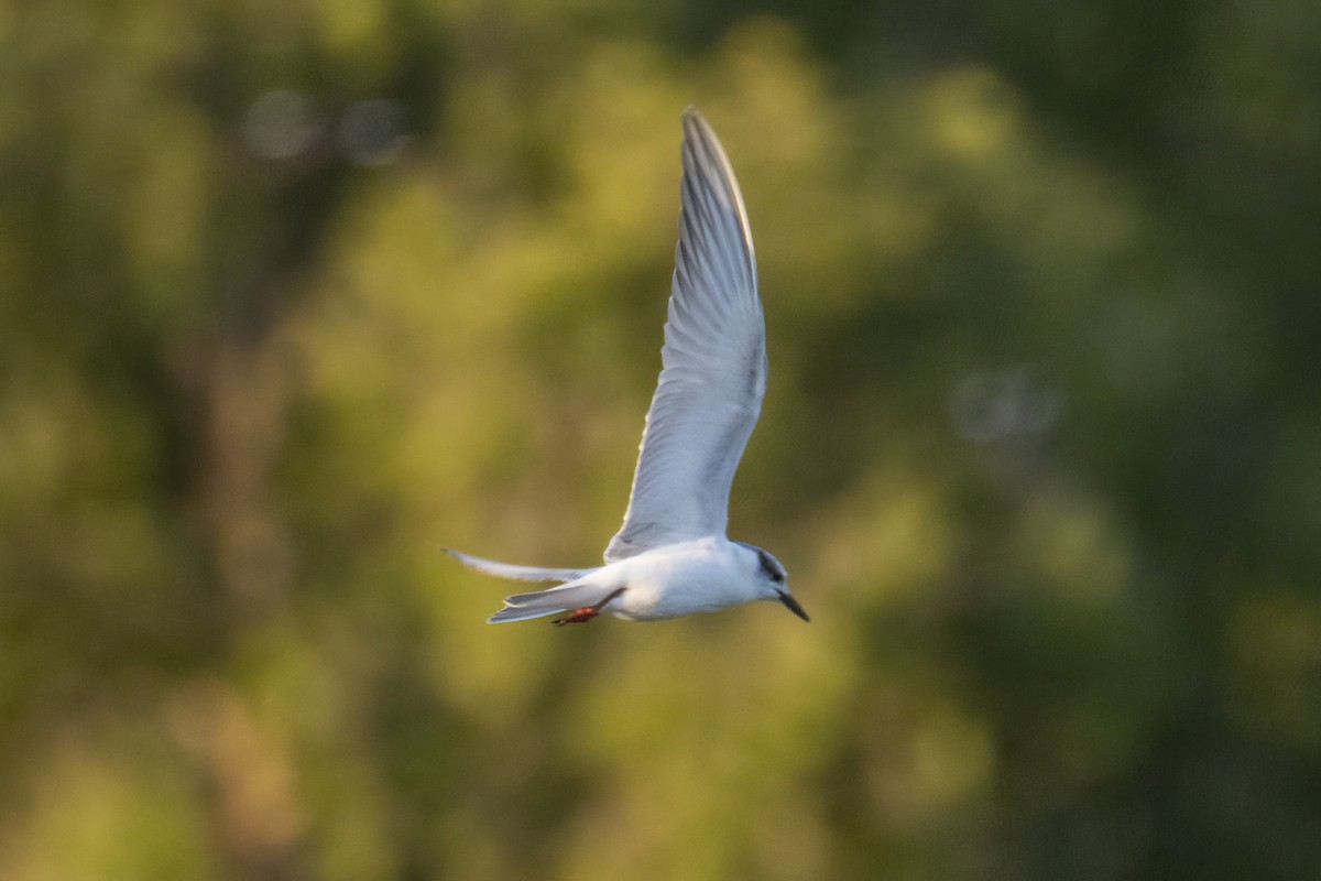 Whiskered Tern - Andreas Heikaus