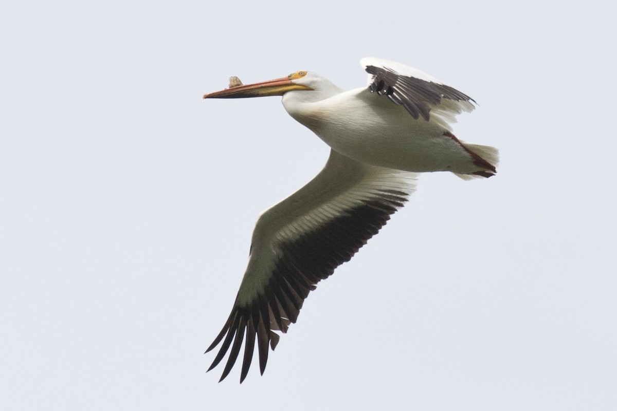 American White Pelican - David Brown