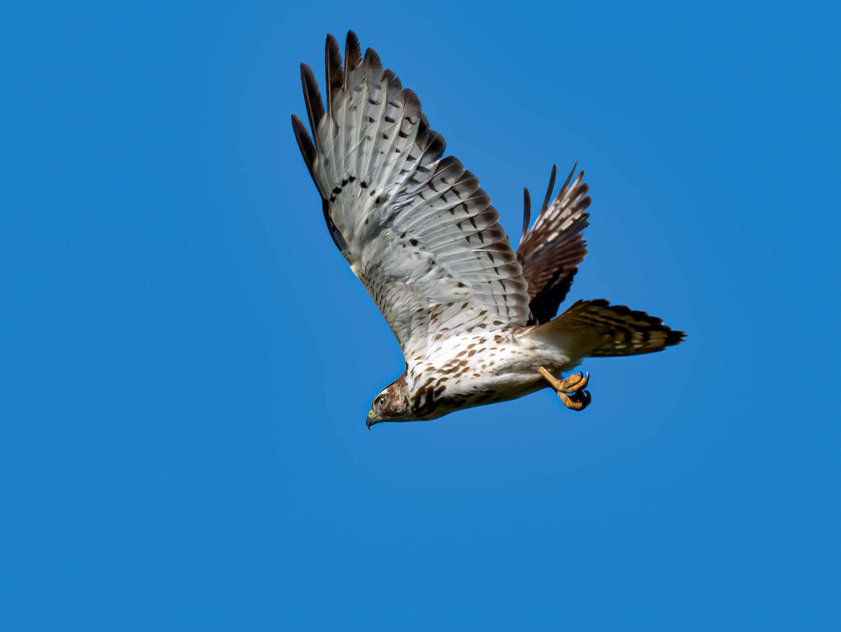 Broad-winged Hawk - ML239871801