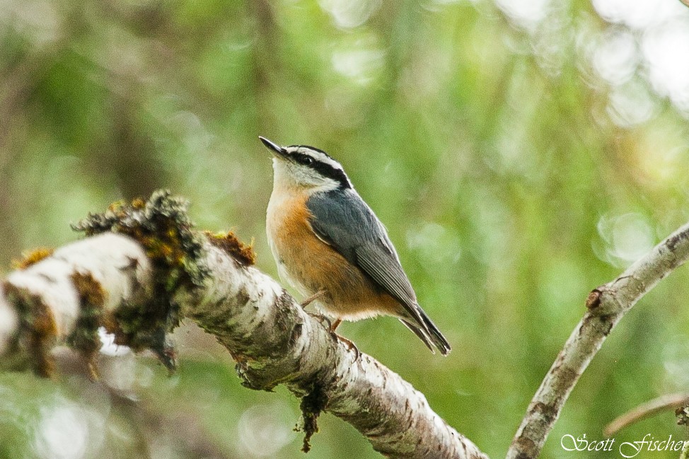 Red-breasted Nuthatch - ML239874331