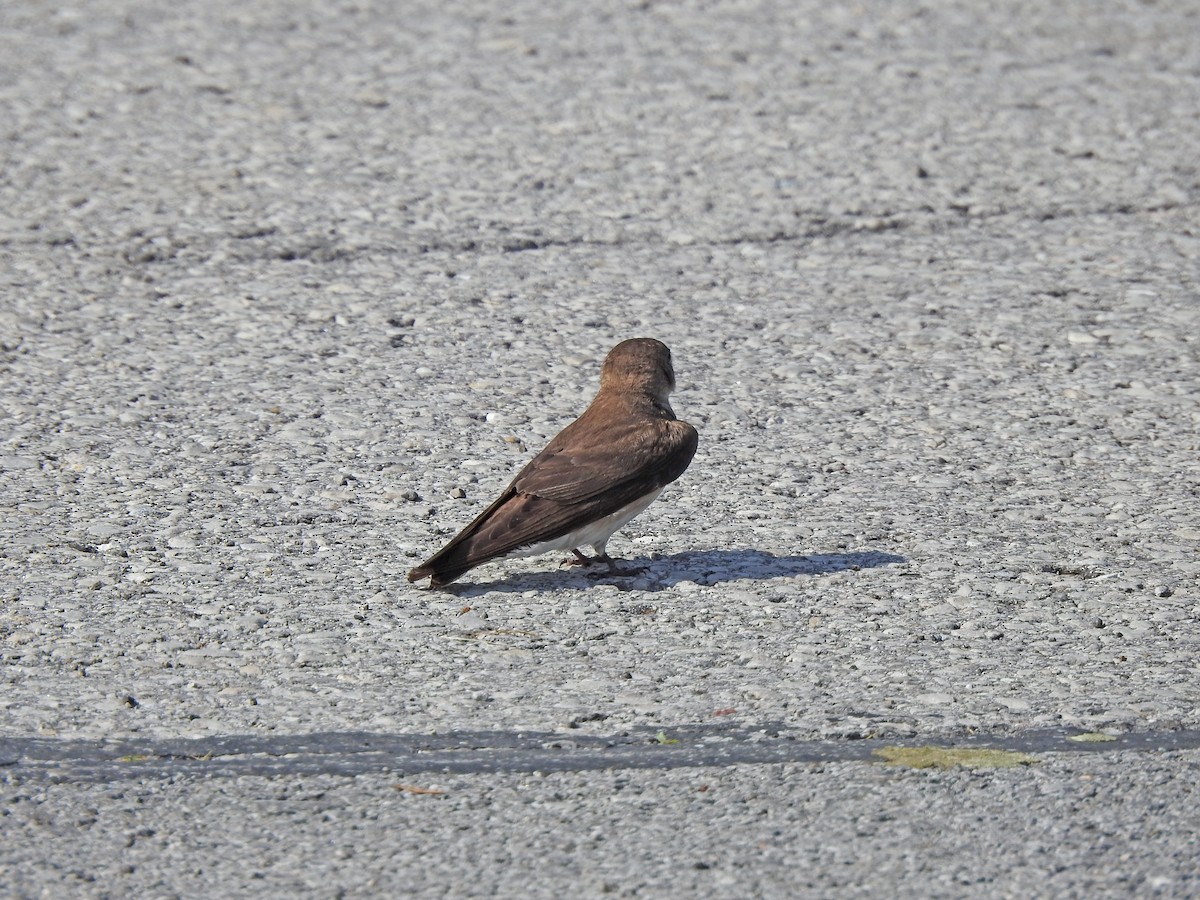 Northern Rough-winged Swallow - Joe Sudomir