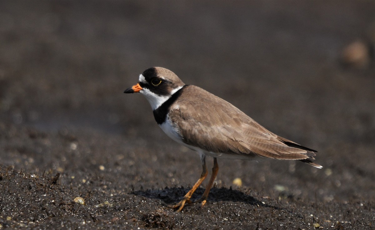 Semipalmated Plover - ML239875501