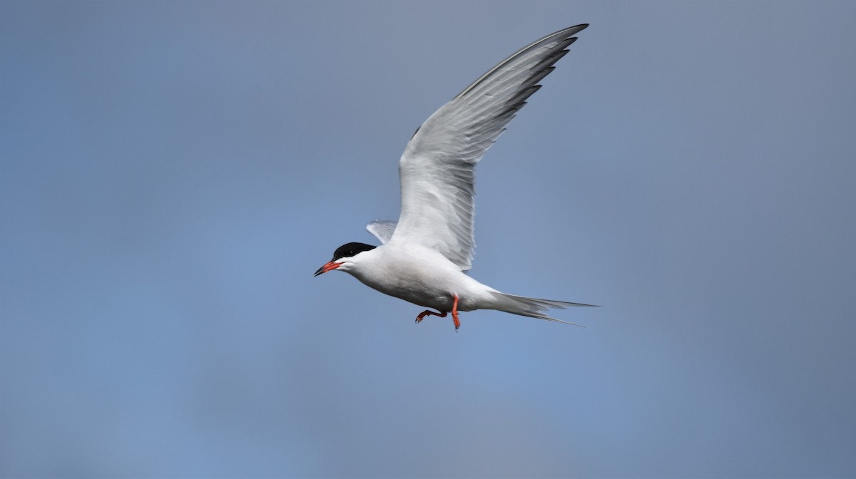 Common Tern - ML239876741