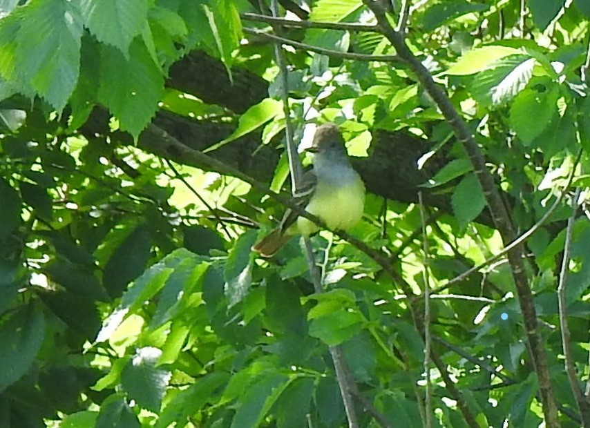 Great Crested Flycatcher - ML239879641