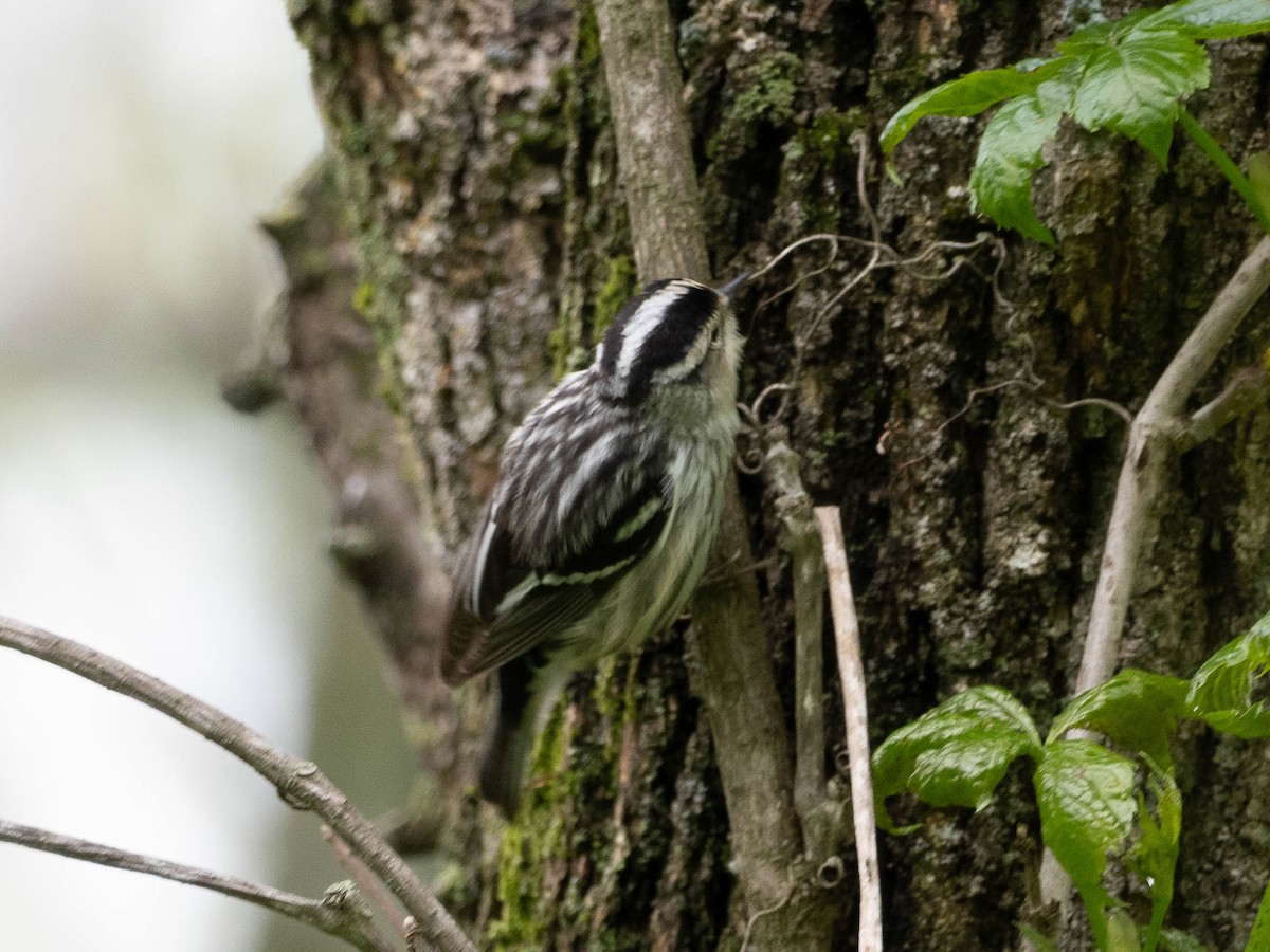 Black-and-white Warbler - ML239884861