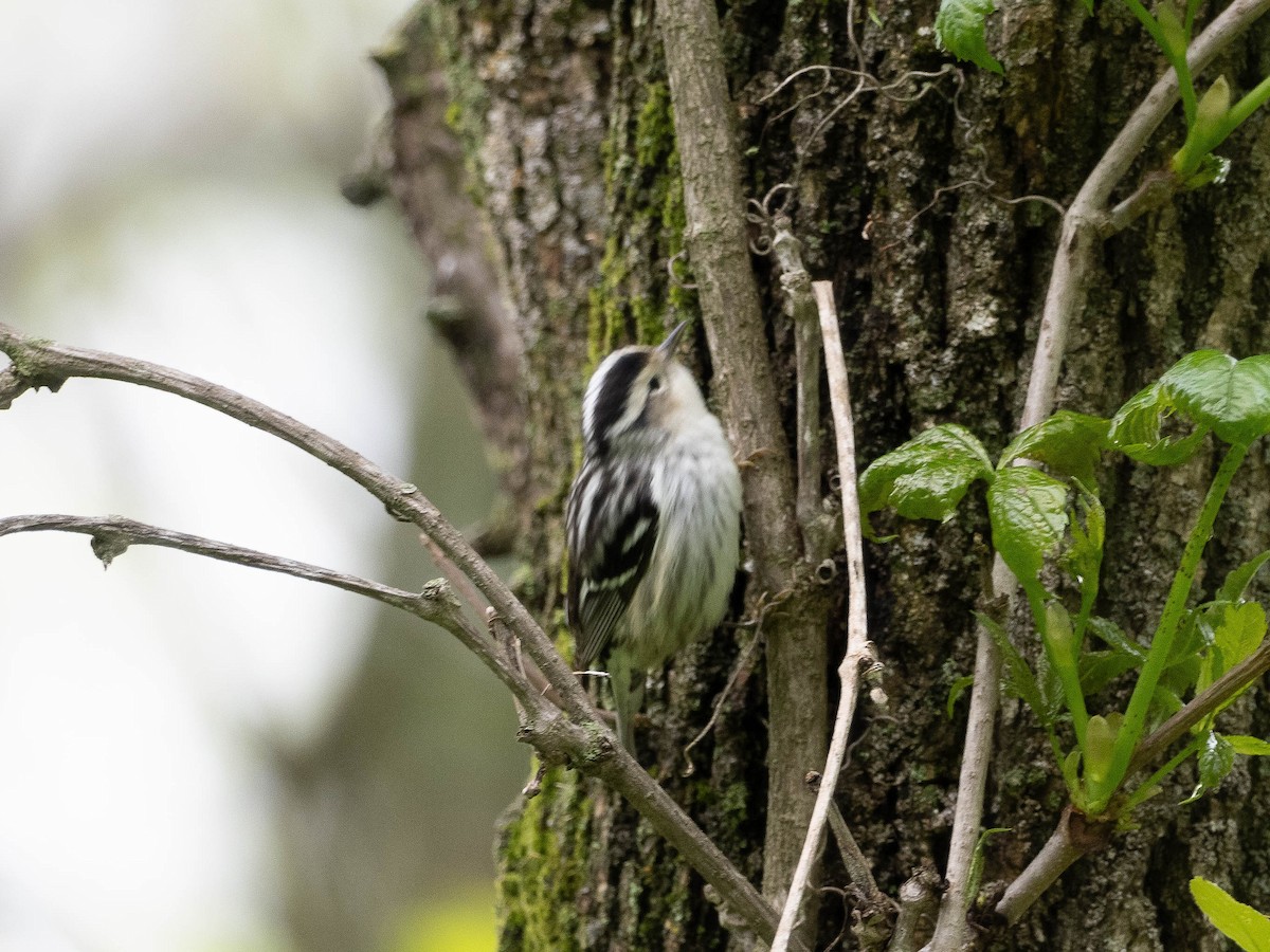 Black-and-white Warbler - LARRY MOSS