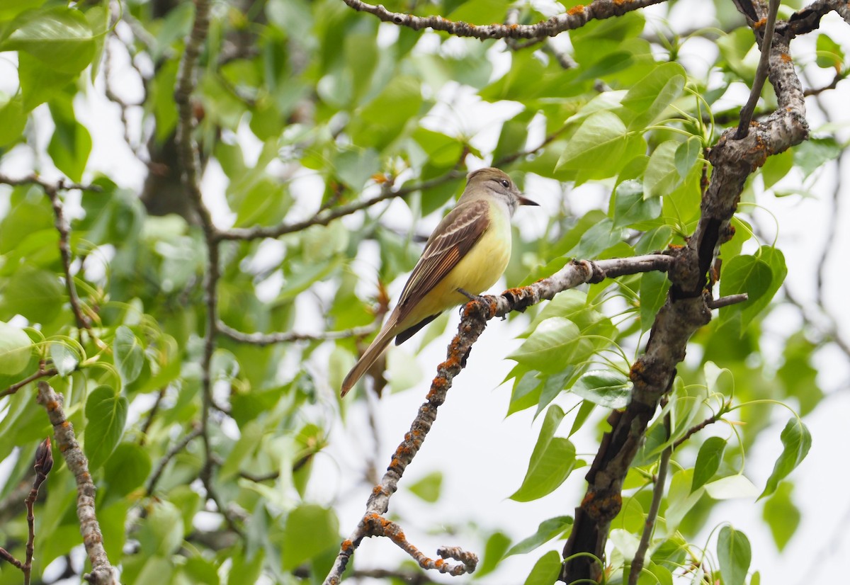 Great Crested Flycatcher - ML239886871