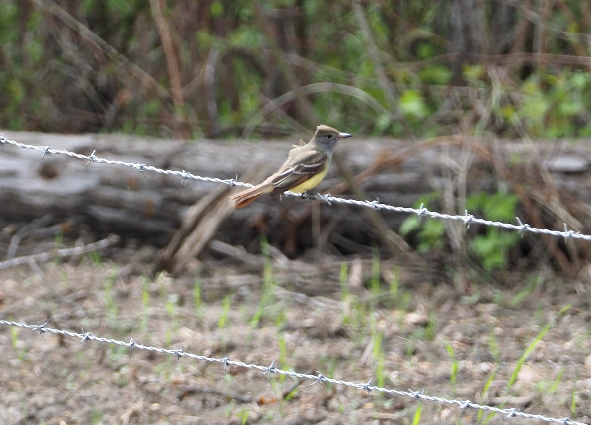 Great Crested Flycatcher - ML239887461