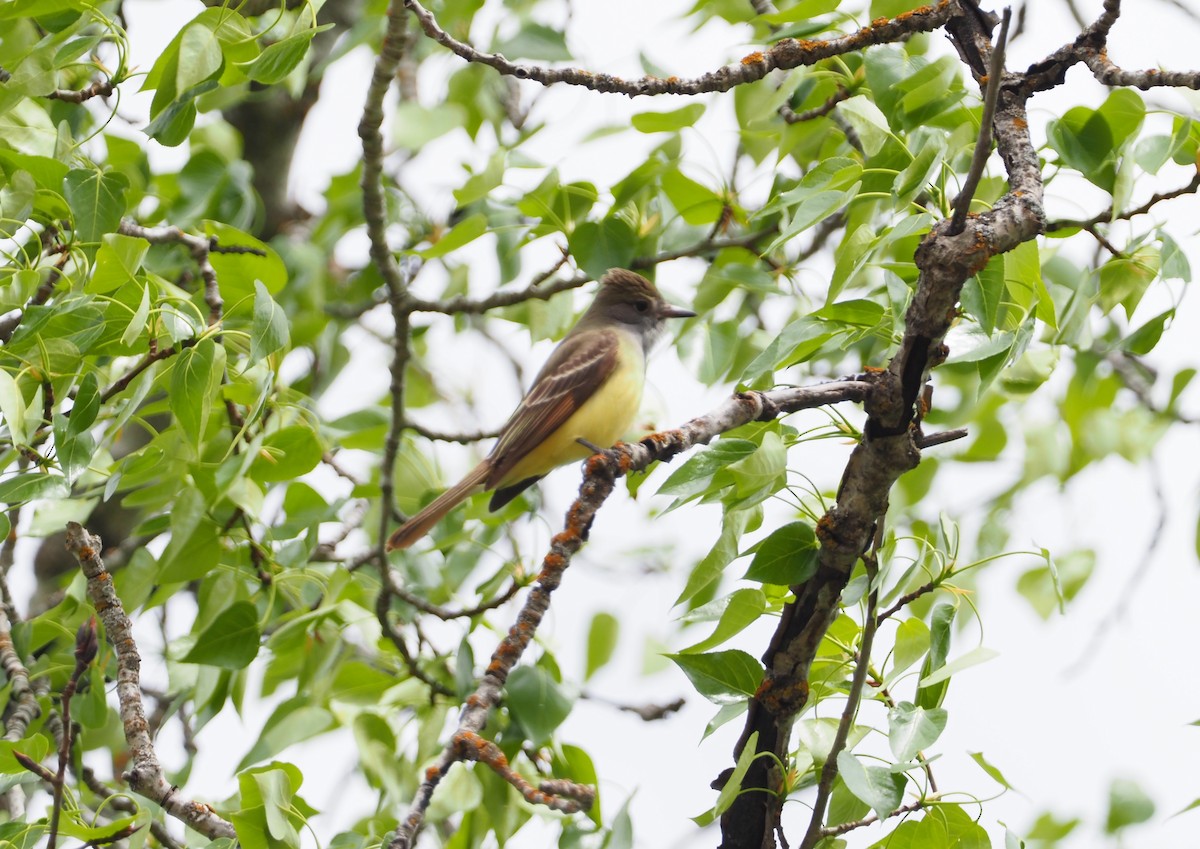 Great Crested Flycatcher - ML239888171